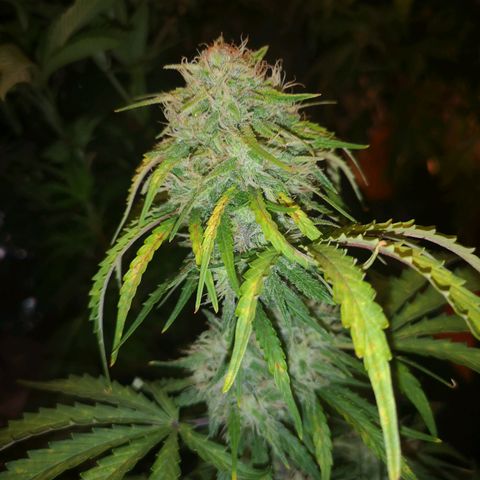 Hubbabubba haze myco growlog timeline photo