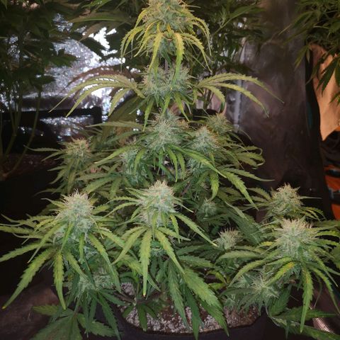 Hubbabubba haze myco growlog timeline photo