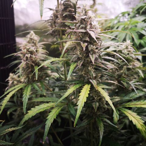 Ripleys og growlog timeline photo