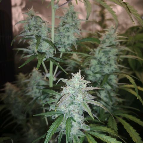 Ripleys og growlog timeline photo