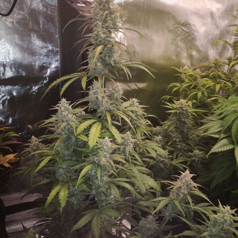 Ripleys og growlog timeline photo