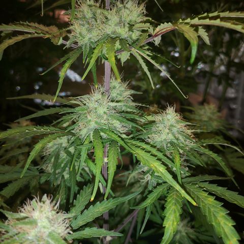 Hubbabubba haze myco growlog timeline photo