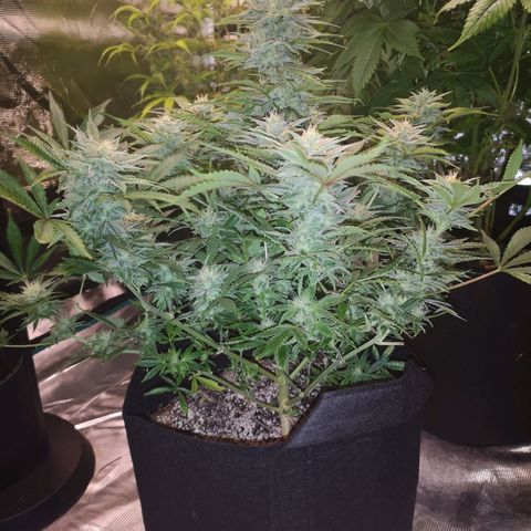 Sour crinkle growlog timeline photo