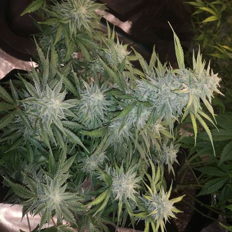 Sour crinkle growlog timeline photo