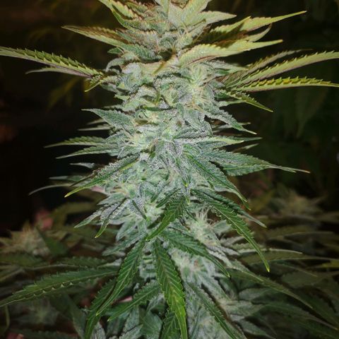Sour crinkle growlog timeline photo