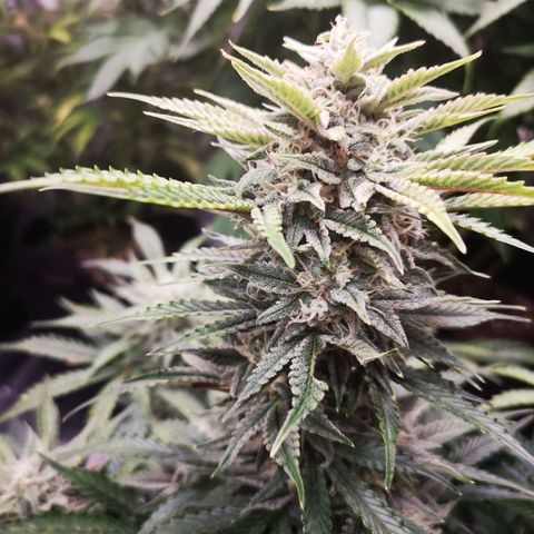 Sour crinkle growlog timeline photo