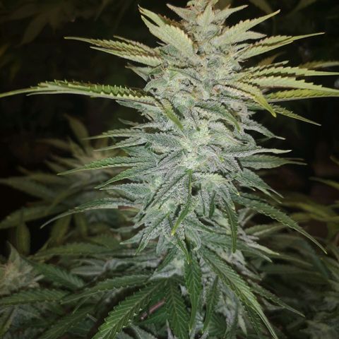 Sour crinkle growlog timeline photo