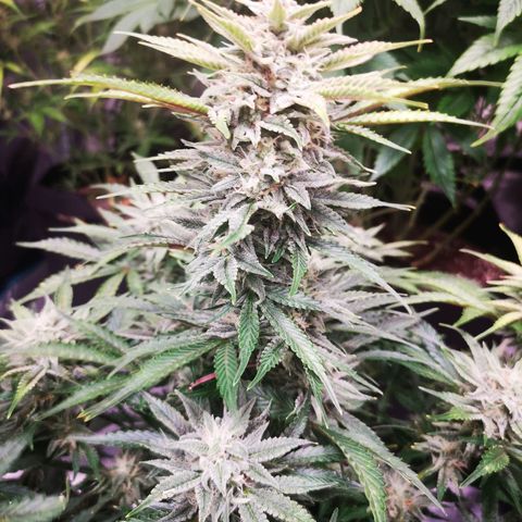Sour crinkle growlog timeline photo