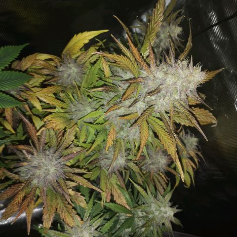 Mango smile growlog timeline photo