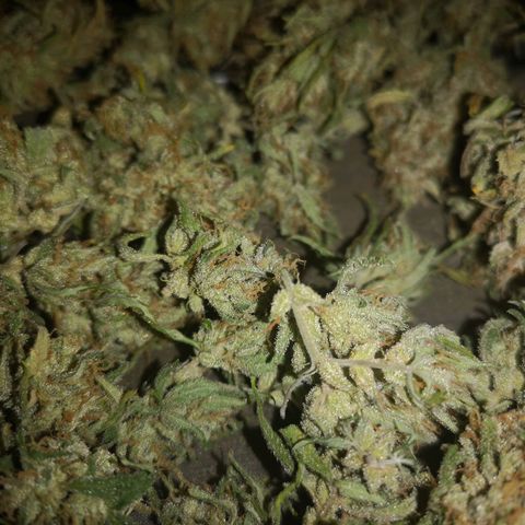 Hubbabubba haze growlog timeline photo