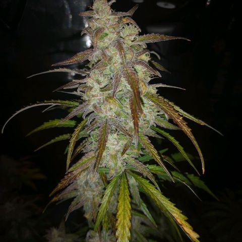 Ripleys og growlog timeline photo