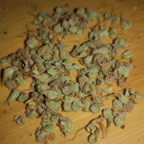 Hubbabubba haze growlog timeline photo