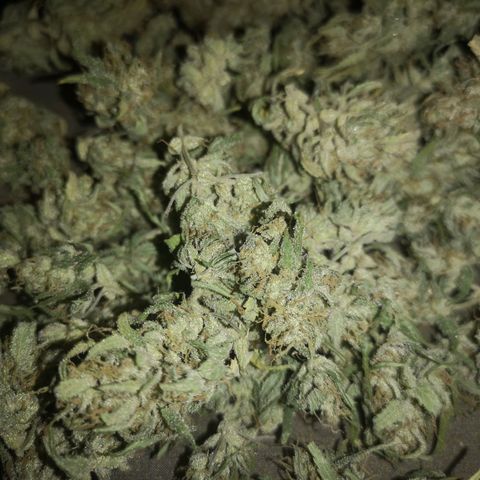 Hubbabubba haze growlog timeline photo