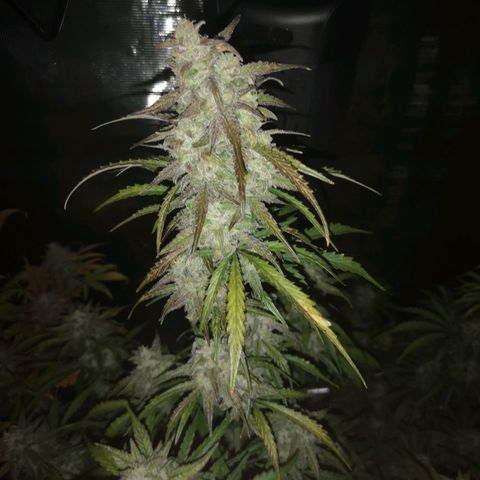 Ripleys og growlog timeline photo
