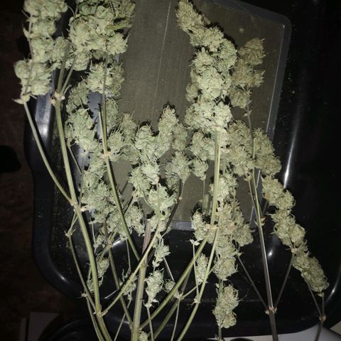 Hubbabubba haze growlog timeline photo