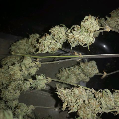 Hubbabubba haze growlog timeline photo