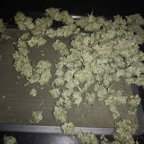 Hubbabubba haze growlog timeline photo