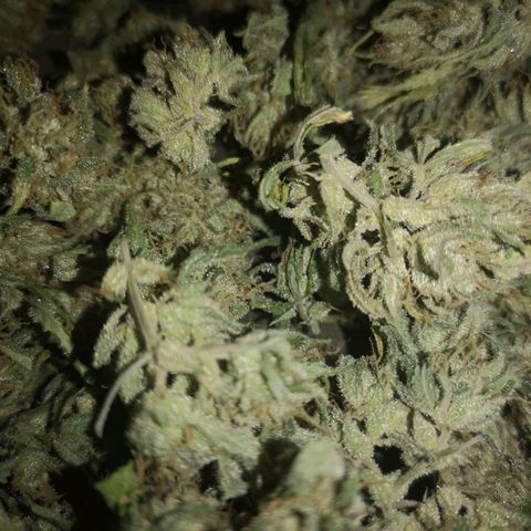 Hubbabubba haze growlog timeline photo