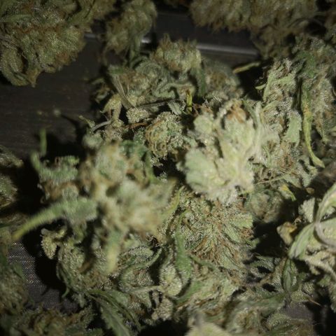 Hubbabubba haze growlog timeline photo