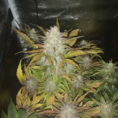 Mango smile growlog timeline photo