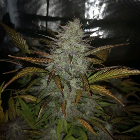 Mango smile growlog timeline photo
