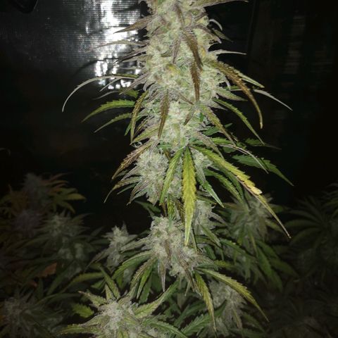 Ripleys og growlog timeline photo