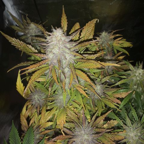 Mango smile growlog timeline photo