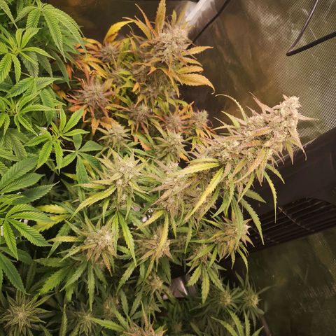 Ripleys og growlog timeline photo