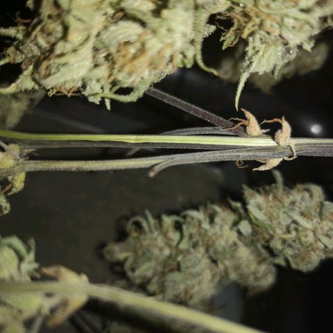 Hubbabubba haze growlog timeline photo