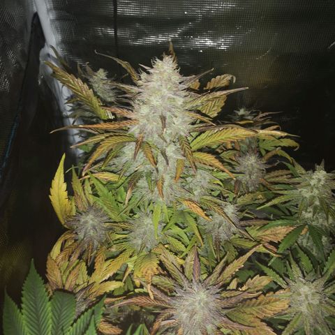 Mango smile growlog timeline photo