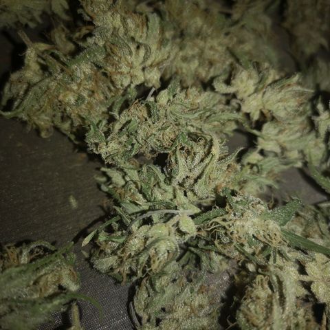 Hubbabubba haze growlog timeline photo