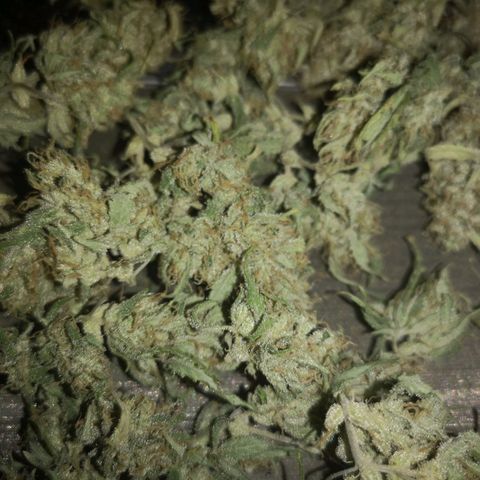 Hubbabubba haze growlog timeline photo