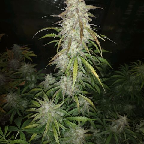 Ripleys og growlog timeline photo