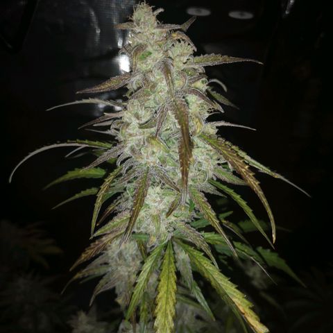 Ripleys og growlog timeline photo