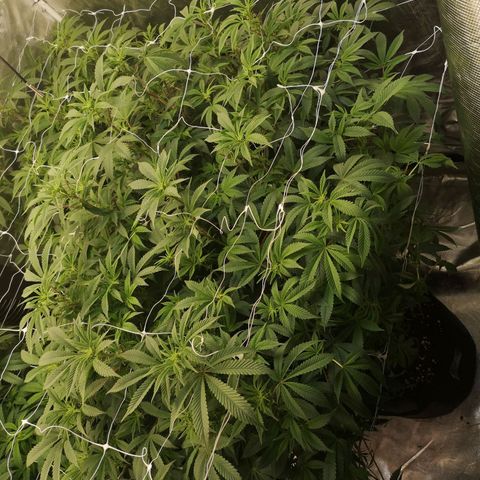 wedding cake growlog timeline photo