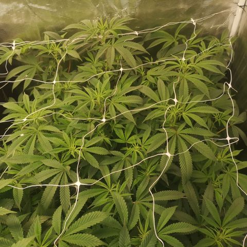 Wedding cake 3 growlog timeline photo