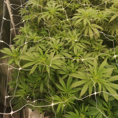 Grape Diamonds growlog timeline photo