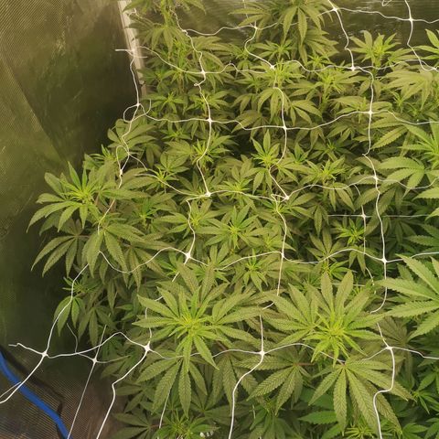 Grape Diamonds 2 growlog timeline photo