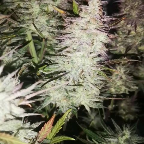 Mango smile growlog timeline photo