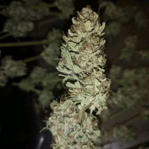 Cdlc 1/2 & 1/2 growlog timeline photo