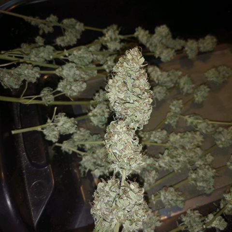 Cdlc 1/2 & 1/2 growlog timeline photo