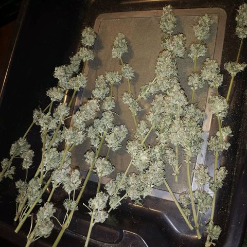 Cdlc 1/2 & 1/2 growlog timeline photo