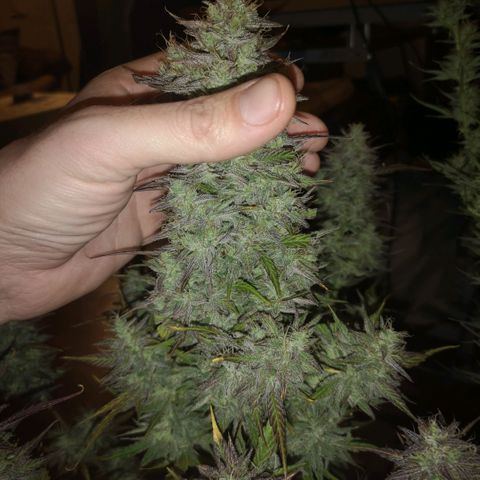 Cdlc 1/2 & 1/2 growlog timeline photo