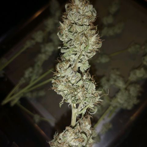 Cdlc myco growlog timeline photo