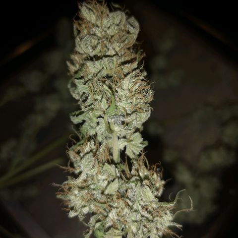Cdlc myco growlog timeline photo