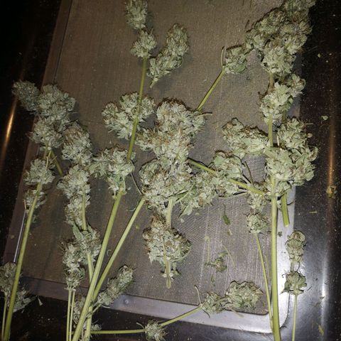 Cdlc myco growlog timeline photo