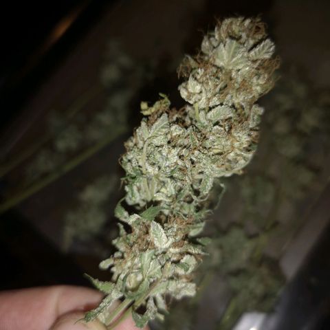 Cdlc growlog timeline photo
