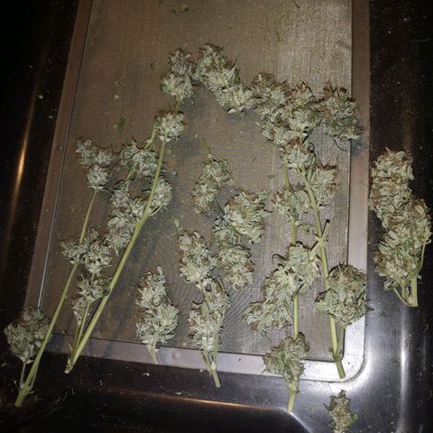Cdlc growlog timeline photo