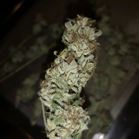 Cdlc growlog timeline photo