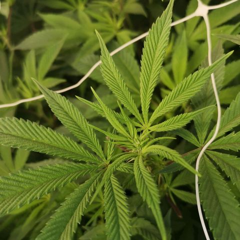 Wedding cake 3 growlog timeline photo